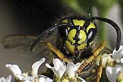 Gemeine Wespe