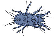 Mehlmilbe