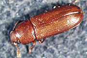 Rotbrauner Reismehlk&auml;fer