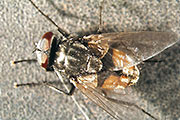 Stallfliege