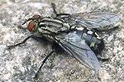 Fleischfliege