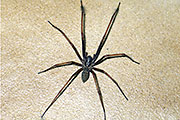 Hausspinne
